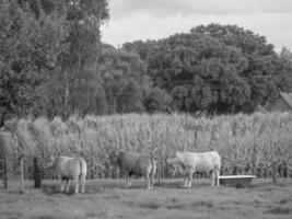 il Tedesco Münsterland foto