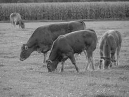 il Tedesco Münsterland foto