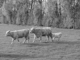 il Tedesco Münsterland foto