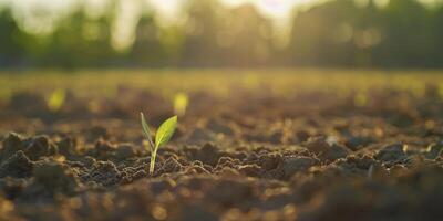 ai generato emergente vita, mattina leggero si illumina piccolo germogli crescente nel un agricolo campo, con il riposo di il paesaggio dolcemente sfocato nel il sfondo foto