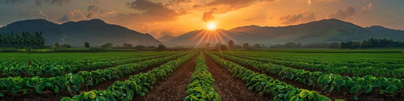 ai generato un' campo di verde impianti è illuminato di il ambientazione sole nel un' vivace azienda agricola scena. righe di colture allungare in il distanza sotto il colorato cielo foto