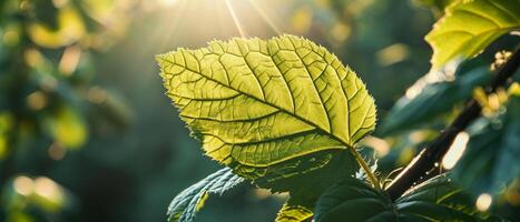 ai generato luce del sole screziature attraverso vivace verde foglie, getto un' caldo splendore e evidenziazione loro intricato vena modelli foto