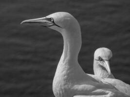 l'isola di Helgoland foto