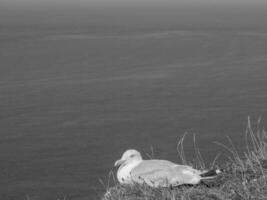 l'isola di Helgoland foto