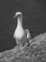 isola di helgoland in germania foto