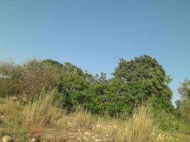 pulito blu cielo - verde albero - azione foto