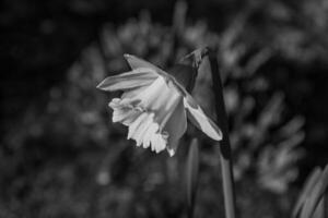 primavera tempo nel westfalia foto