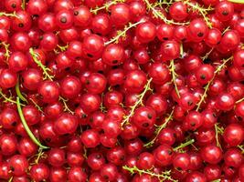 ai generato grande quantità di rosso ribes foto