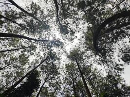 parte inferiore Visualizza di alto vecchio pino alberi nel sempreverde primordiale foresta di Indonesia foto