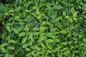 vicino su di fresco verde le foglie per sfondo foto