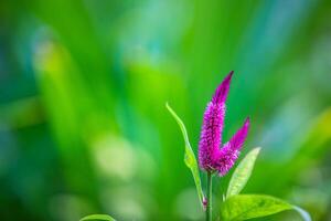 tropicale macro rosa viola fiori deciduo arbusto. fisso esotico fiori nel giungla foresta. ornamentale giardino con luminosa sfocato fogliame. luminosa rosa colorato bellissima fioritura foto
