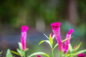tropicale macro rosa viola fiori deciduo arbusto. fisso esotico fiori nel giungla foresta. ornamentale giardino con luminosa sfocato fogliame. luminosa rosa colorato bellissima fioritura foto