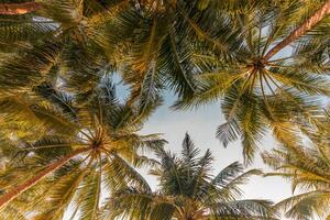 romantico vibrazioni di tropicale palma albero con sole leggero su cielo sfondo. all'aperto tramonto esotico fogliame, avvicinamento natura paesaggio. Noce di cocco palma alberi e splendente sole al di sopra di luminosa cielo. estate primavera natura foto