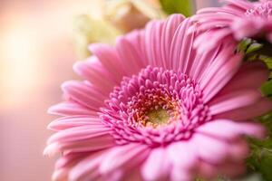 bellissimo rosa petali mattina luce del sole su crisantemo fiore con estate primavera natura avvicinamento macro. raggi di luce del sole, bellissimo natura con copia spazio, naturale leggero foto