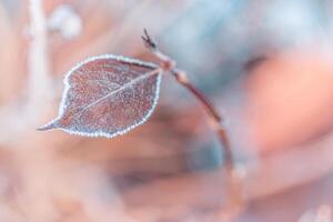 congelato quercia le foglie astratto naturale sfondo. avvicinamento struttura di brina e colorato autunno le foglie su foresta terra. tranquillo natura modello mattina brina brina astratto di stagione macro. tranquillo, calmo inverno foto