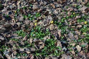 luminosa giallo fiori di ficaria verna contro un' sfondo di verde le foglie nel presto primavera. foto