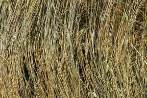 asciutto erba sfondo. asciutto pannocchie di miscanto sinensis ondeggiare nel il vento nel presto primavera foto
