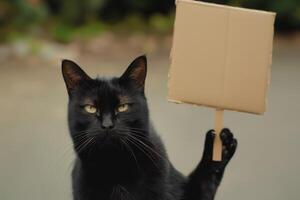 ai generato un' grave nero gatto sta eretto, Tenere un' cartone cartello nel suo zampe. foto