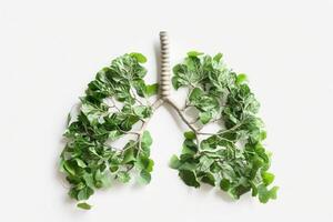 ai generato umano polmoni nel il modulo di alberi o le foglie su un' bianca sfondo foto