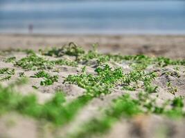 mare sfondo. erba vicino Visualizza macro foto, sabbia e mare, vacanza sfondo foto