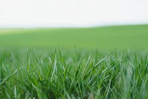 sfondo di giovane verde Grano nel primavera foto