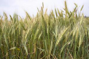 Grano grano campo avvicinamento spuntone con blu cielo Immagine foto