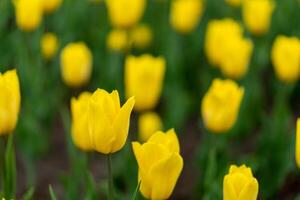 giallo tulipano fiori sfondo all'aperto foto