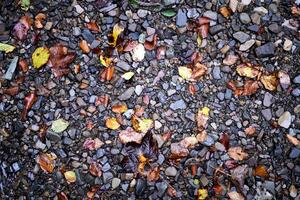 colorato bagnato ciottolo pietra nel ruscello acqua con autunno caduta foglia sfondo foto