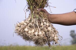 contadino mano Tenere un' mazzo di fresco aglio, raccolta stagione nel il campo foto
