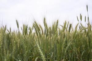 Grano grano campo avvicinamento spuntone con blu cielo Immagine foto