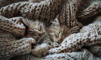 ai generato Maine coon gattini arricciato su nel un' accogliente a maglia coperta foto