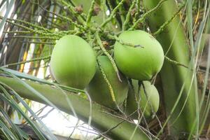 giovane verde noci di cocco ancora su loro fertile alberi foto