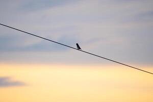 il solitario uccello foto