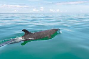un' falso uccisore balena nel drake baia, osa penisola, costa rica foto