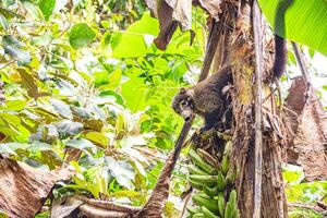 un' dal naso bianco coati mangiare banane nel il giungla di corcovado nazionale parco nel costa rica foto