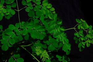 moringa le foglie su un' nero sfondo foto