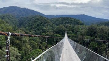 sfondo natura un' sospensione ponte nel il mezzo di un' foresta foto