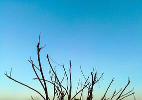 vecchio albero rami con cielo sfondo - nero silhouette rami foto