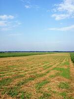 bellissimo raccolto trifoglio campo e blu cielo foto