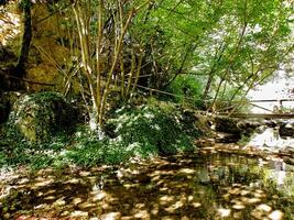 ponte su il fiume nel foresta con riflessione foto