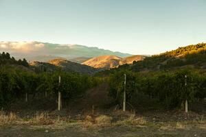 vigneto a il piede di il montagna foto