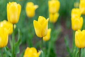 giallo tulipano fiori sfondo all'aperto foto