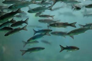 Pesci nel acquario o serbatoio ubder acqua su pesce azienda agricola foto