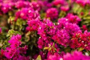 rosso fiori e verde foglia sfondo vicino su foto