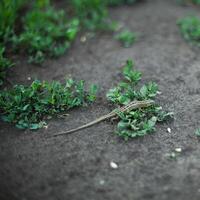 un' lucertola su il terra nel il sporco foto