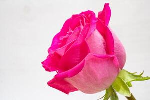 bellissimo rosa rosa fiore macro foto