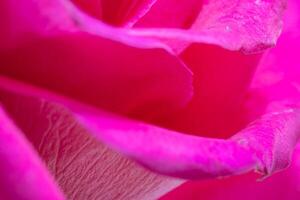 bellissimo rosa rosa fiore macro foto