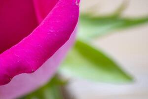 bellissimo rosa rosa fiore macro foto