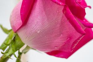 bellissimo rosa rosa fiore macro foto