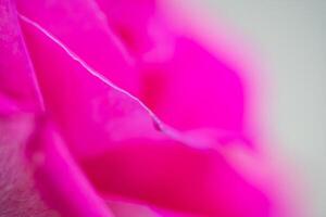 bellissimo rosa rosa fiore macro foto